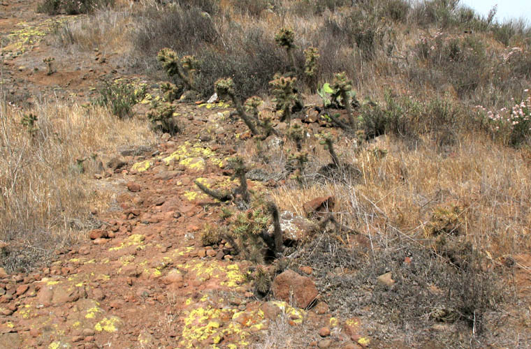 Detailed Picture 5 of Cylindropuntia prolifera
