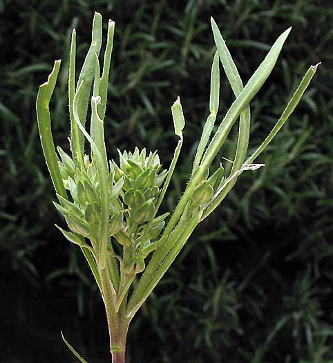 Detailed Picture 5 of Lepidium latipes