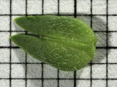 Detailed Picture 8 of Lepidium latipes