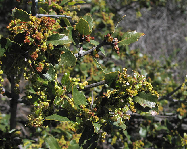 Detailed Picture 3 of Quercus berberidifolia