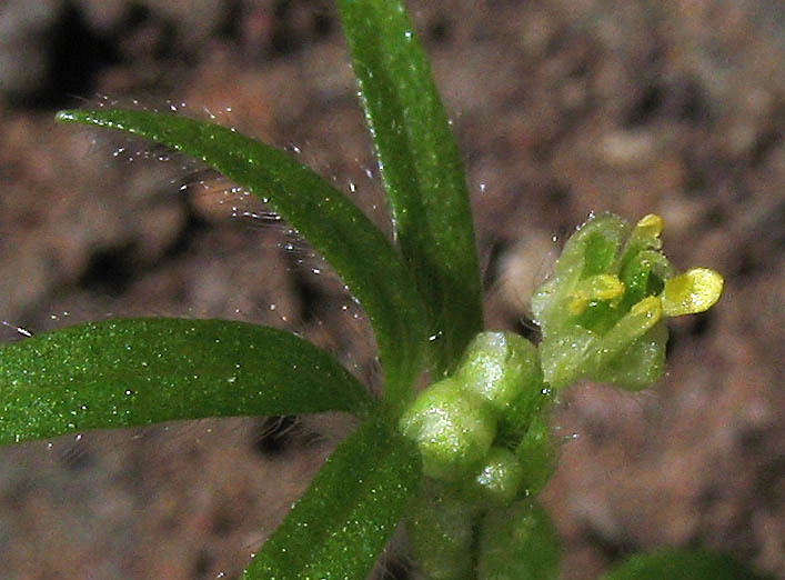 Detailed Picture 1 of Ranunculus hebecarpus