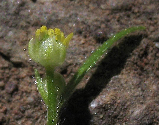 Detailed Picture 2 of Ranunculus hebecarpus