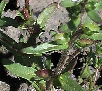 Detailed Picture 5 of Veronica peregrina ssp. xalapensis