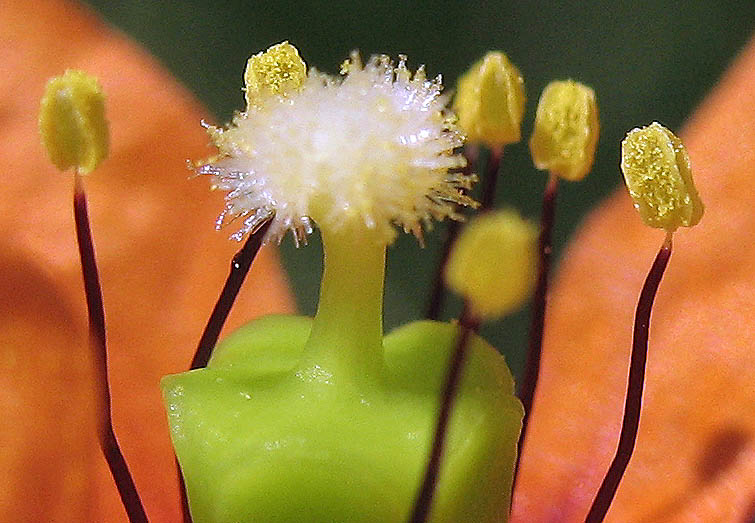 Detailed Picture 2 of Papaver heterophyllum