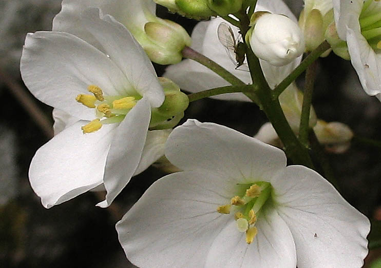 Detailed Picture 1 of Cardamine californica