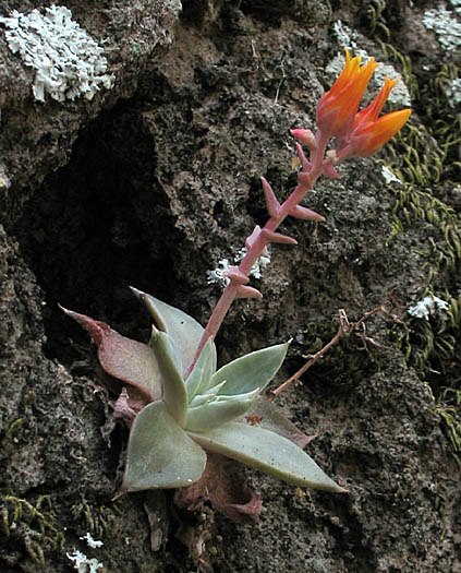 Detailed Picture 3 of Dudleya cymosa ssp. marcescens