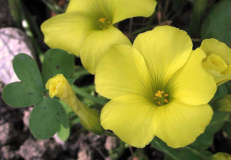 Detailed Picture 1 of Oxalis pes-caprae