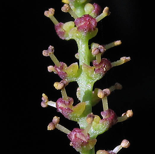 Detailed Picture 1 of Stillingia linearifolia