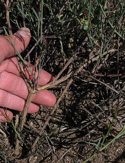 Detailed Picture 8 of Stillingia linearifolia