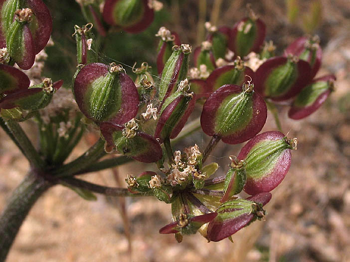 Detailed Picture 7 of Lomatium dasycarpum ssp. dasycarpum