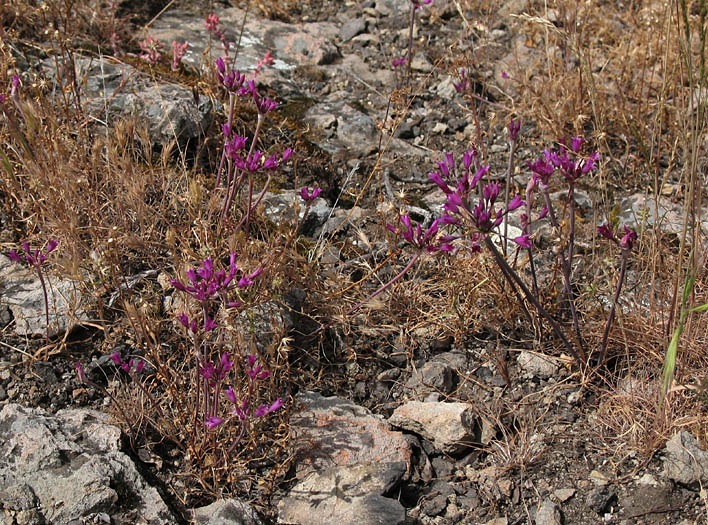 Detailed Picture 7 of Allium peninsulare var. peninsulare