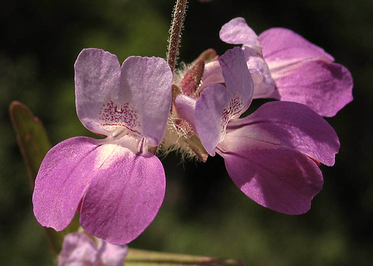 Detailed Picture 1 of Collinsia heterophylla var. heterophylla