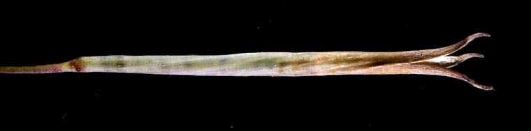 Detailed Picture 5 of Meconella denticulata