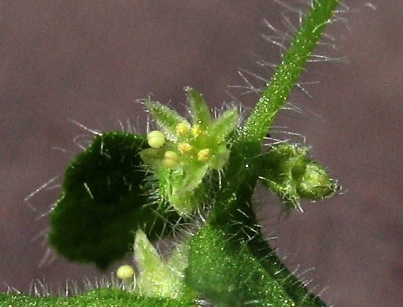 Detailed Picture 3 of Pterostegia drymarioides