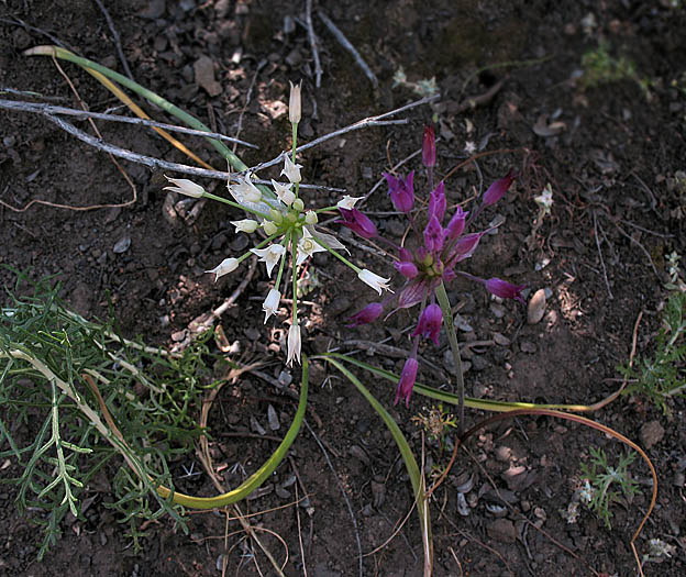 Detailed Picture 5 of Allium peninsulare var. peninsulare