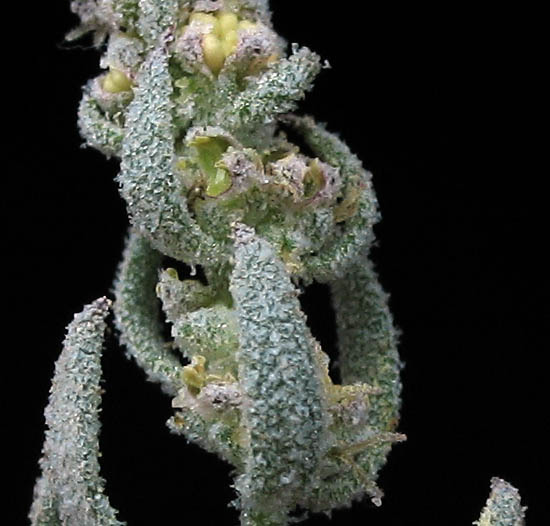 Detailed Picture 3 of Extriplex californica