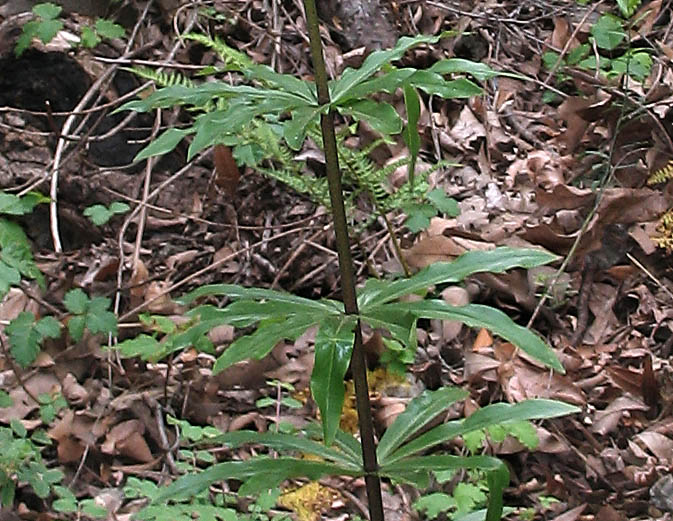 Detailed Picture 4 of Lilium humboldtii ssp. ocellatum