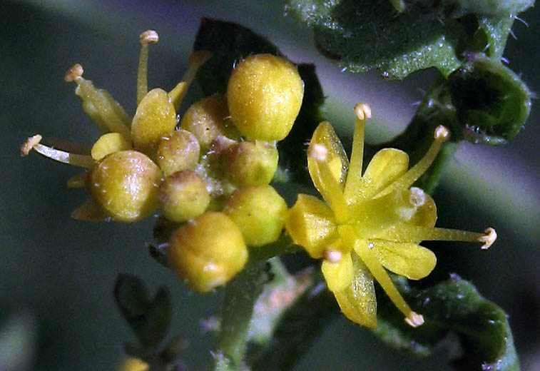 Detailed Picture 1 of Rorippa curvisiliqua