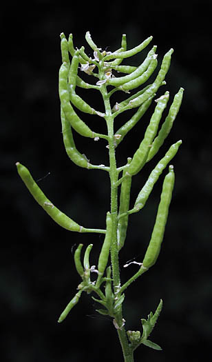 Detailed Picture 4 of Rorippa curvisiliqua