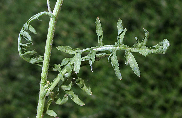 Detailed Picture 5 of Rorippa curvisiliqua