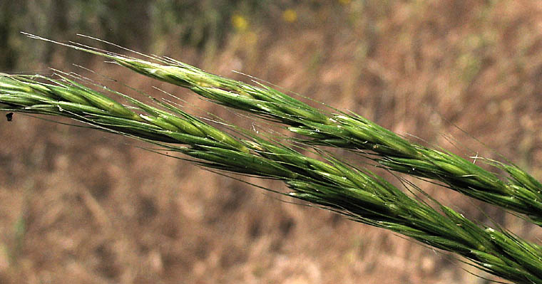 Detailed Picture 2 of Elymus glaucus ssp. glaucus