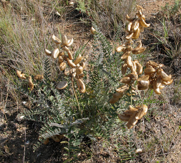 Detailed Picture 4 of Astragalus trichopodus var. lonchus