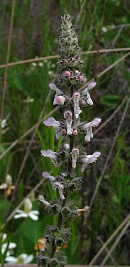 Detailed Picture 2 of Stachys albens