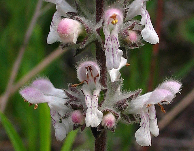 Detailed Picture 1 of Stachys albens