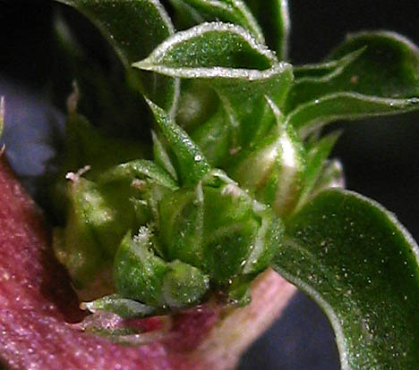 Detailed Picture 2 of Amaranthus blitoides