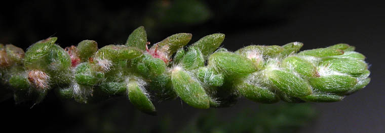 Detailed Picture 4 of Bassia hyssopifolia
