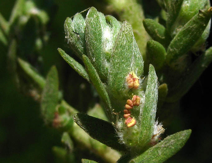 Detailed Picture 3 of Bassia hyssopifolia