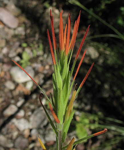Detailed Picture 1 of Castilleja minor ssp. spiralis