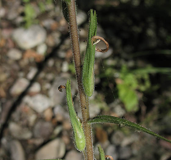 Detailed Picture 2 of Castilleja minor ssp. spiralis