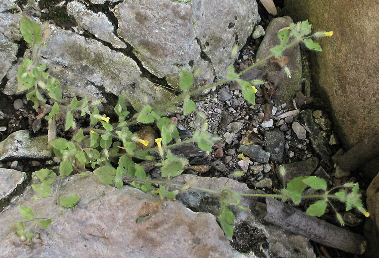 Detailed Picture 4 of Erythranthe floribunda