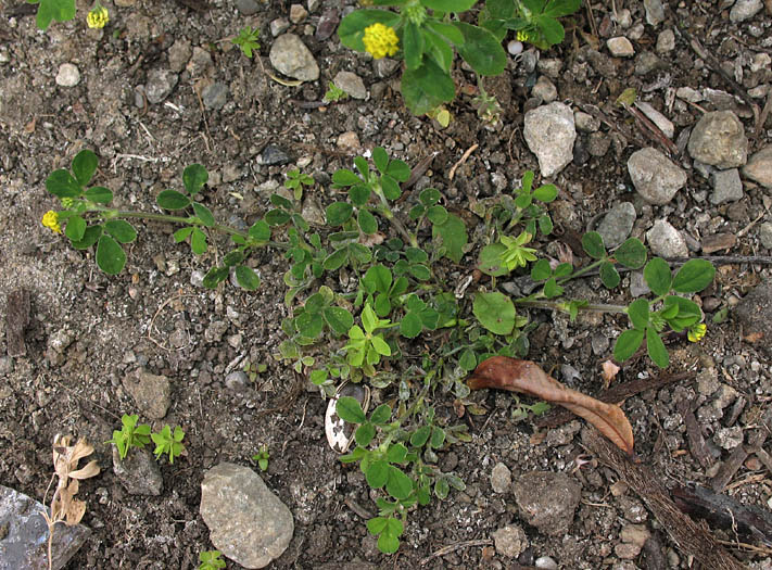 Detailed Picture 6 of Medicago lupulina