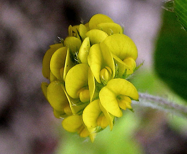 Detailed Picture 1 of Medicago lupulina