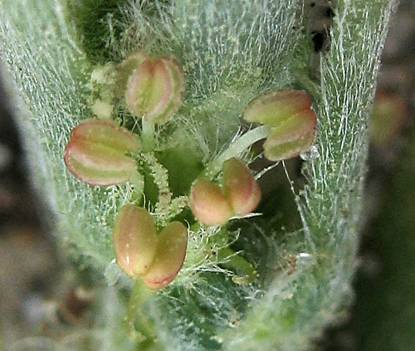 Detailed Picture 1 of Bassia hyssopifolia