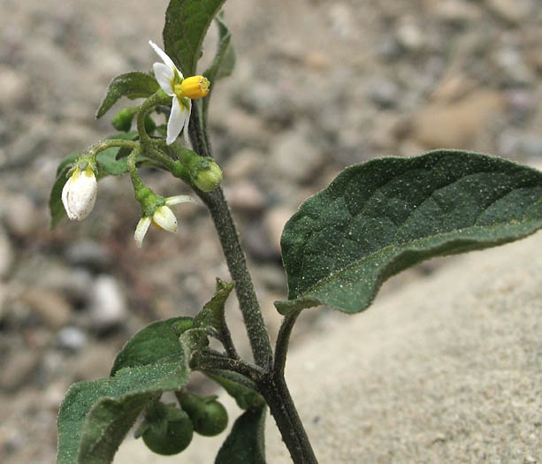 Detailed Picture 2 of Solanum americanum