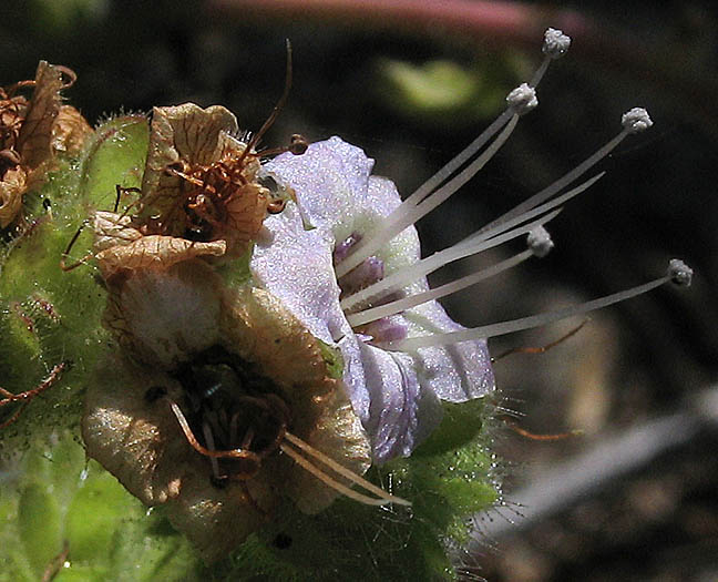 Detailed Picture 2 of Phacelia ramosissima