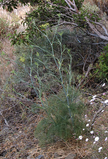 Detailed Picture 7 of Foeniculum vulgare