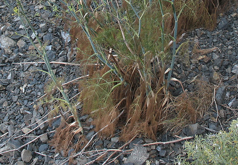 Detailed Picture 8 of Foeniculum vulgare