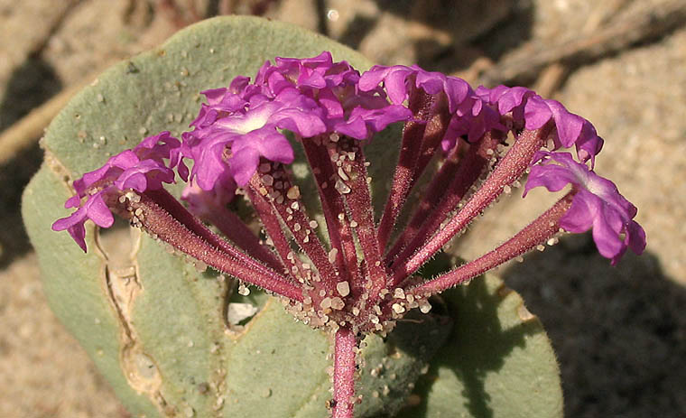 Detailed Picture 3 of Abronia umbellata ssp. umbellata