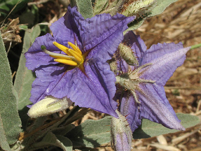 Detailed Picture 1 of Solanum elaeagnifolium