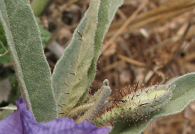 Detailed Picture 5 of Solanum elaeagnifolium