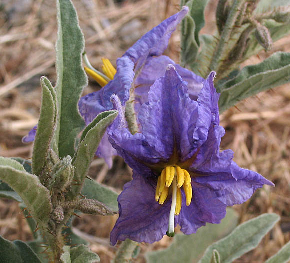 Detailed Picture 2 of Solanum elaeagnifolium