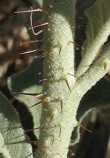 Detailed Picture 6 of Solanum elaeagnifolium
