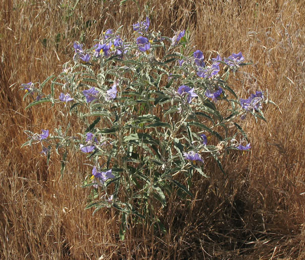 Detailed Picture 3 of Solanum elaeagnifolium