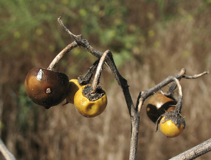 Detailed Picture 7 of Solanum elaeagnifolium