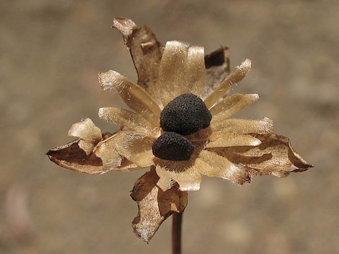 Detailed Picture 6 of Calystegia purpurata ssp. purpurata