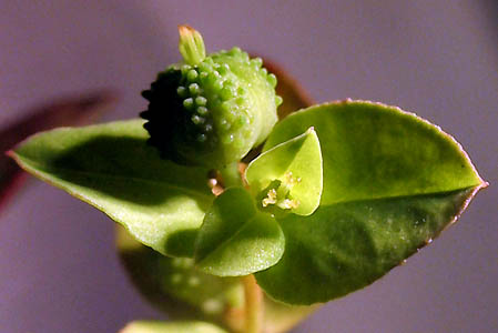 Detailed Picture 2 of Euphorbia spathulata